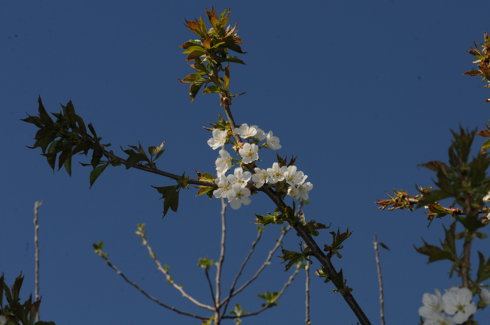 Kirschen - Blüte