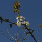 Kirschen - Blüte