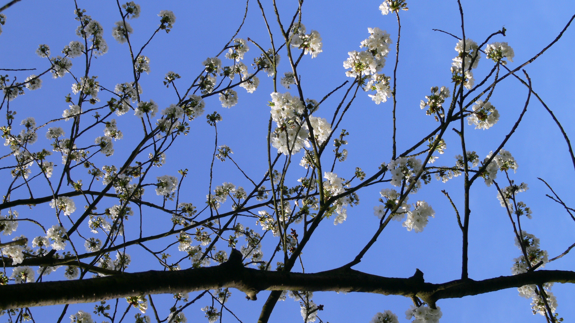 kirschen blute