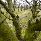 Kirschen: der Baum von heute