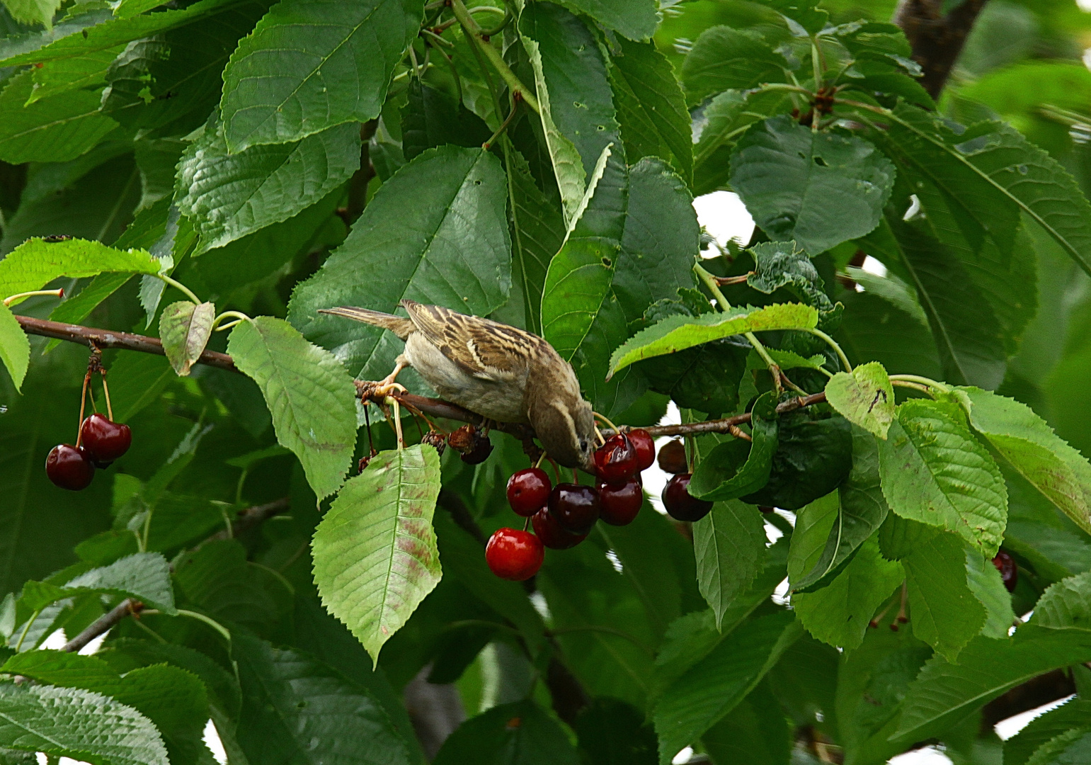 Kirschen Dieb