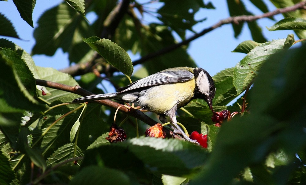 Kirschen essen - Vogel