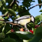 Kirschen essen - Vogel