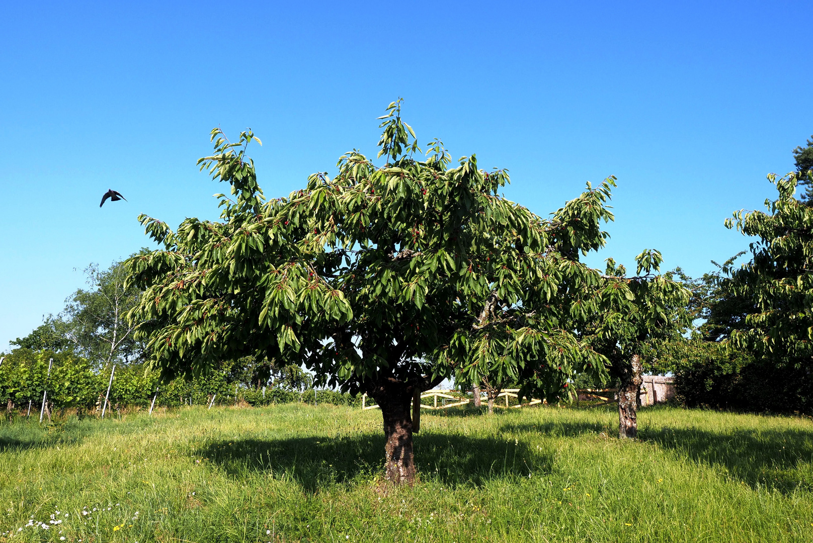 Kirschen genascht