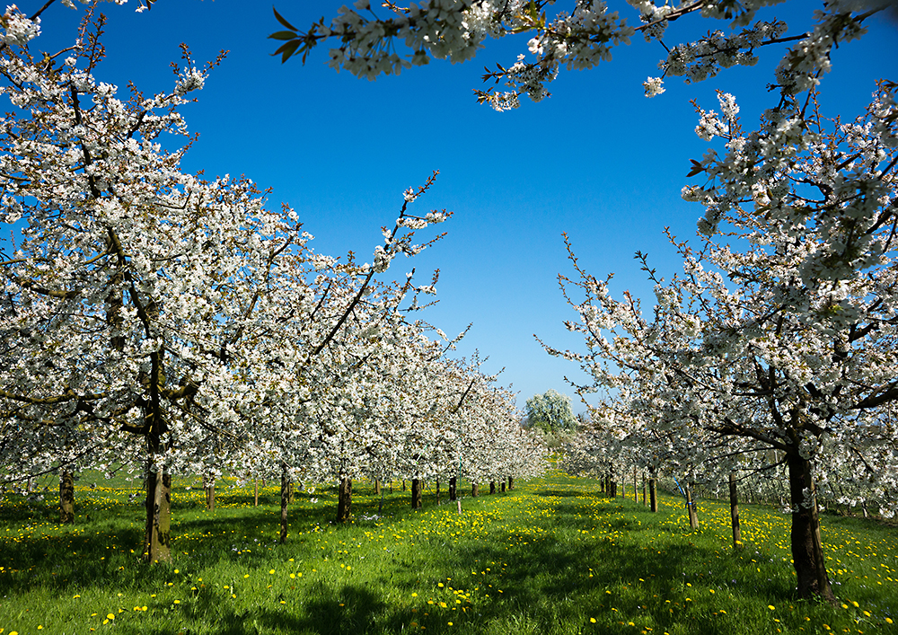 Kirschen-Hochstamm-Hecke in Blüte