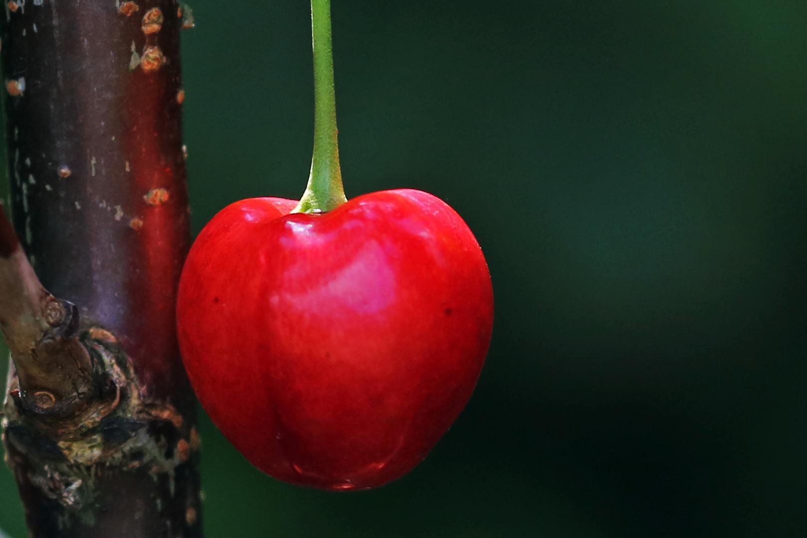 Kirschen im eigenen Garten ...