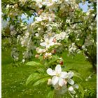 Kirschen im Frühling