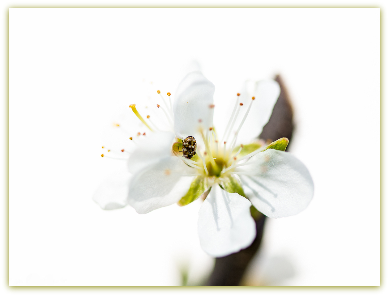 Kirschen im Garten