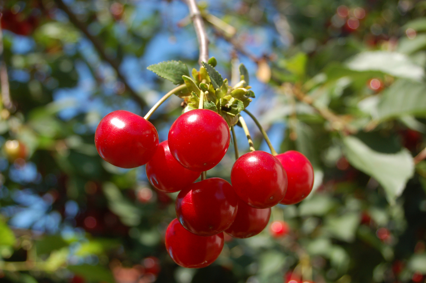 Kirschen im Garten