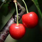 Kirschen im Schatten