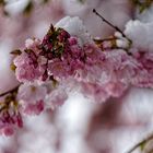 Kirschen im Schnee