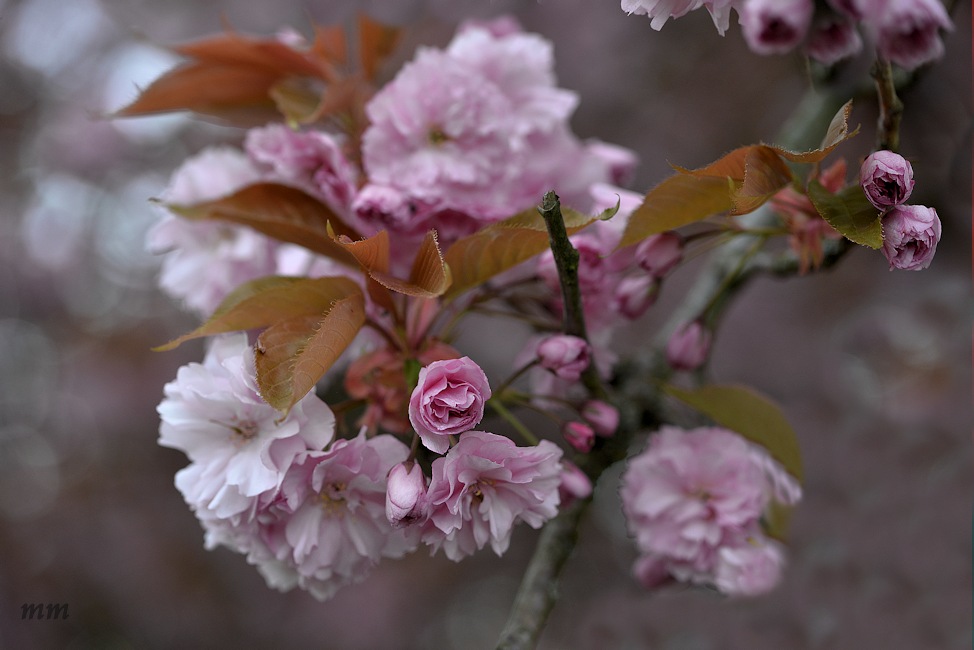 Kirschen in der Blüte