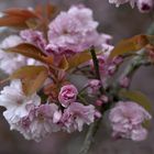 Kirschen in der Blüte