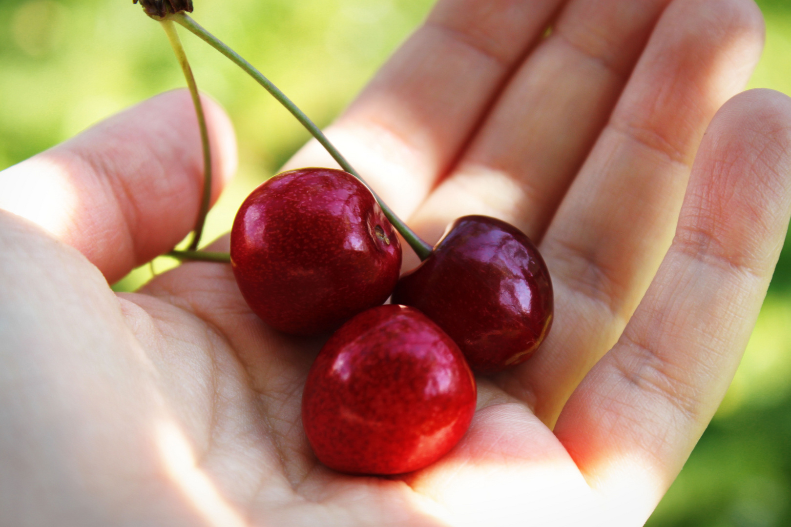 Kirschen in der Hand