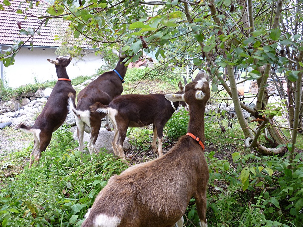 Kirschen in Nachbars Garten