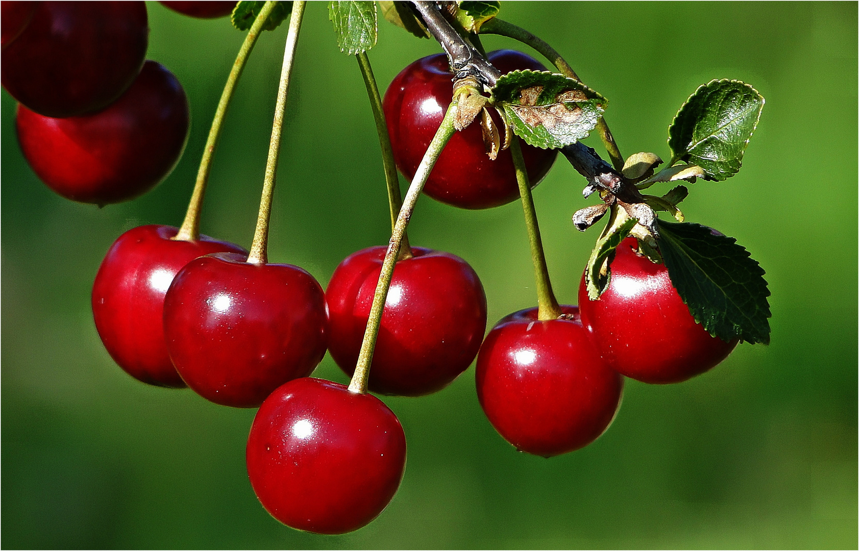 Kirschen in Nachbars Garten