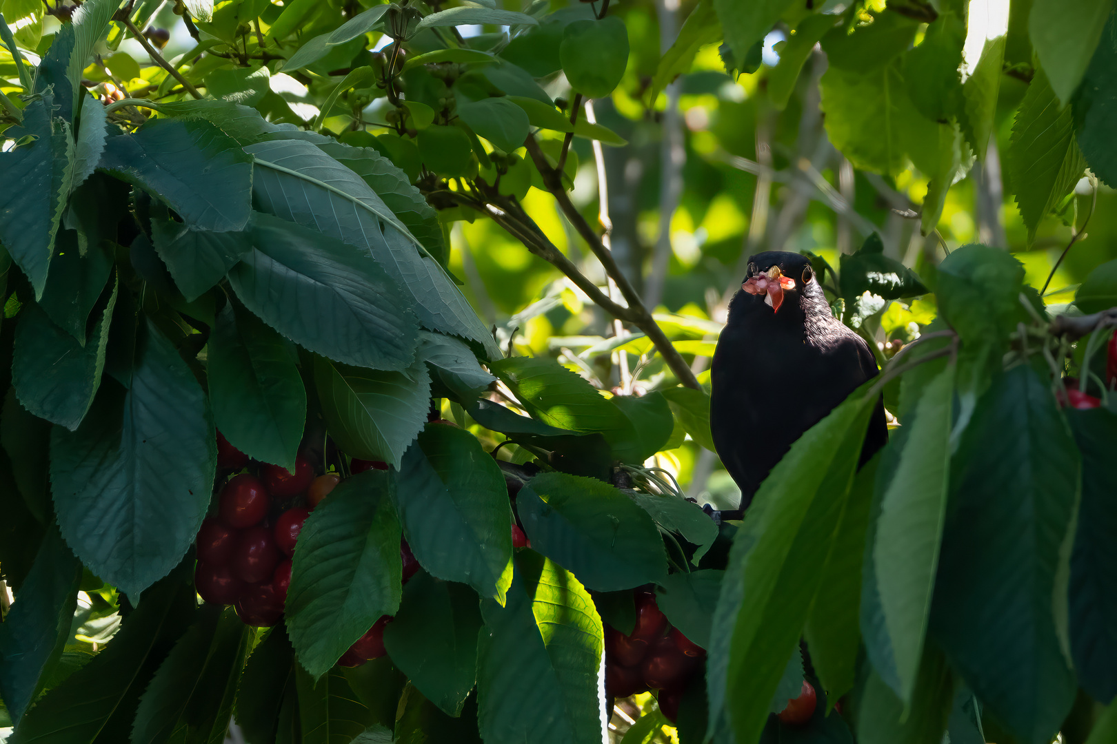 Kirschen in Nachbar´s Garten