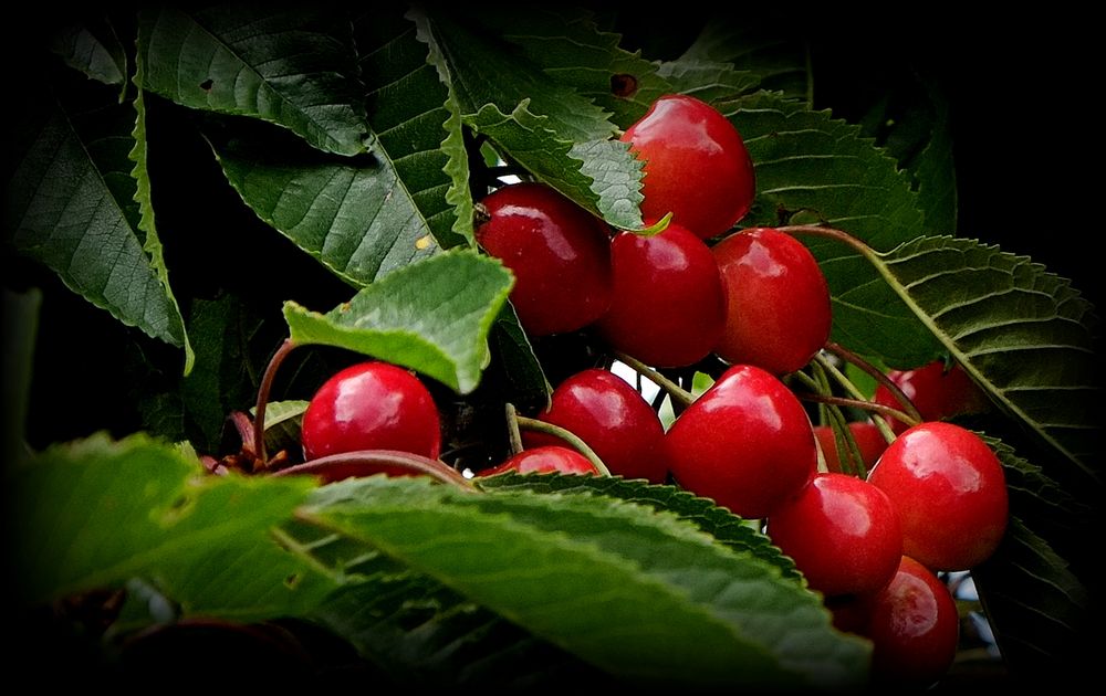 Kirschen in Nachbars Garten