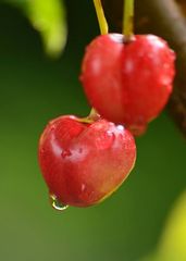 Kirschen in Nachbars Garten