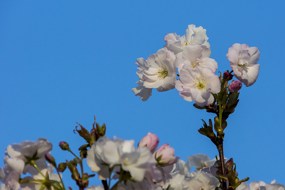 Kirschen in Nachbars Garten