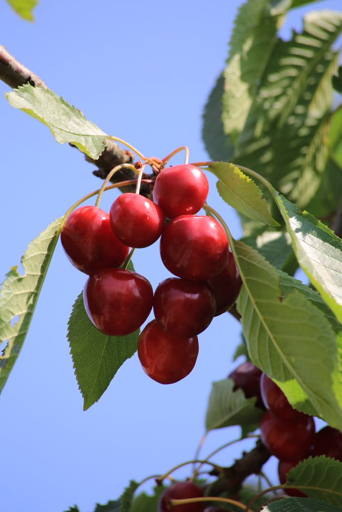 Kirschen in Nachbars Garten