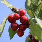 Kirschen in Nachbars Garten