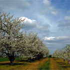 Kirschen mit süßem Nachwuchs