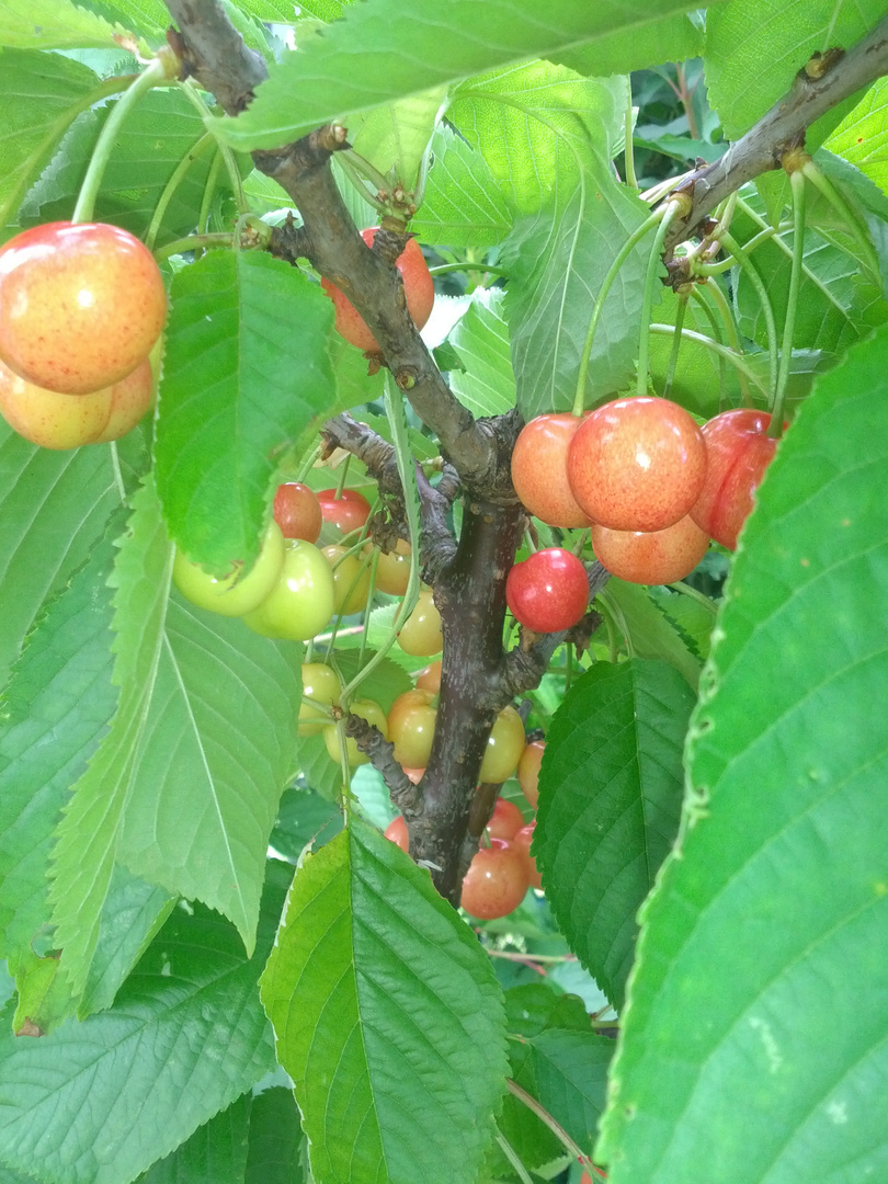 Kirschen reifen