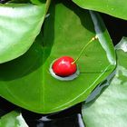 Kirschen rot, Erdbeeren tot