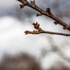 Kirschen schieben auch schon die Knospen.