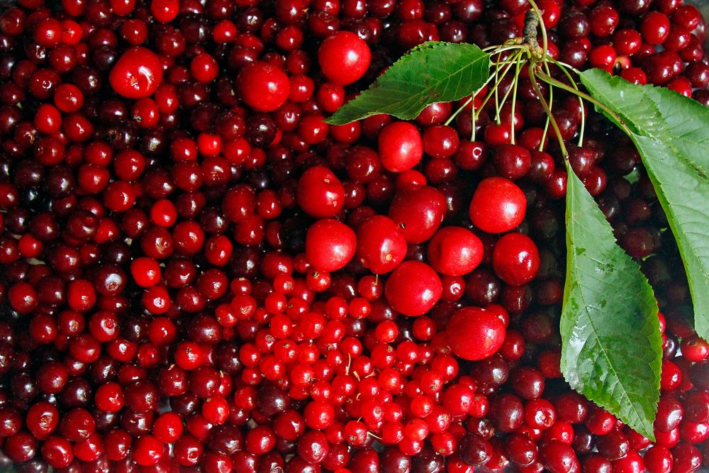 Kirschen und Johannisbeeren, heutige Ernte