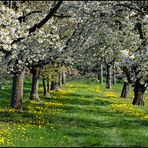 Kirschen und Löwenzahn