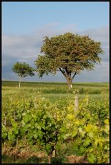 Kirschen und Wein...