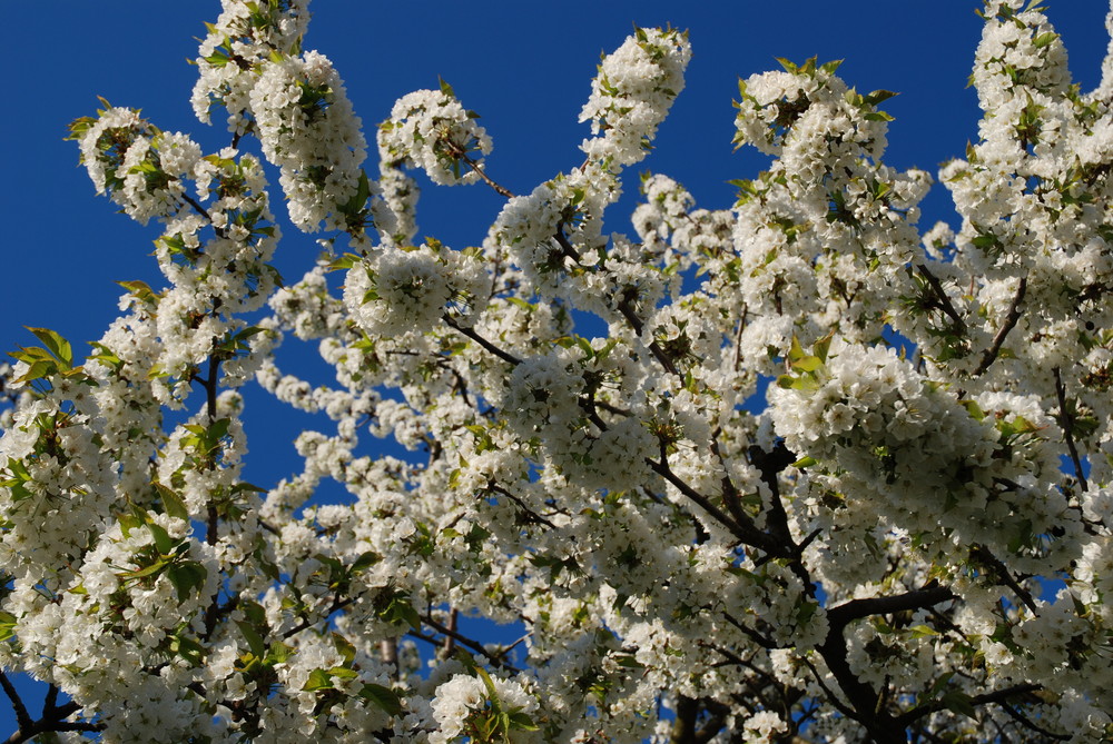 Kirschen vor blauem Himmel