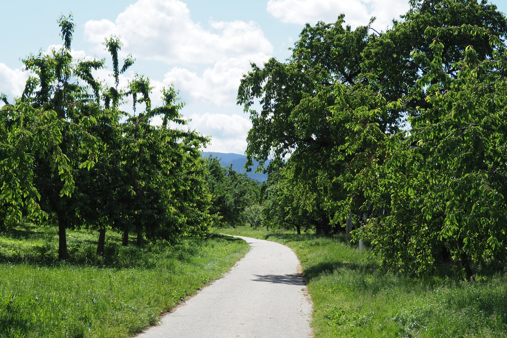 Kirschen-Weg