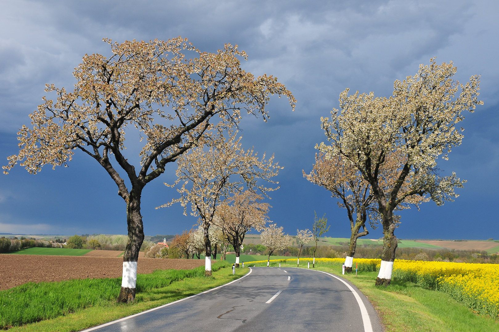 Kirschenallee im Weinviertel