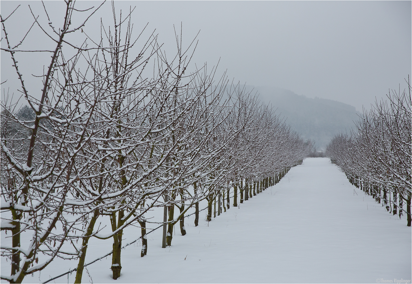 Kirschenanlage im Winter