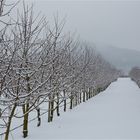 Kirschenanlage im Winter