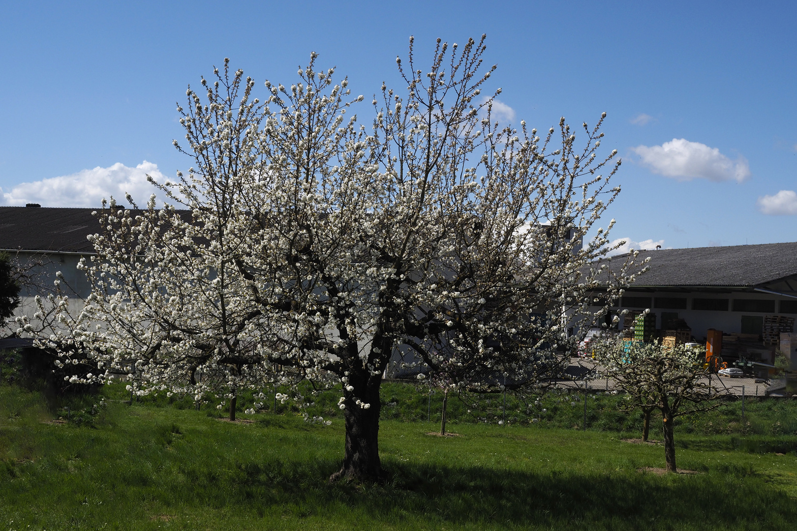 Kirschenbaum in Blüte