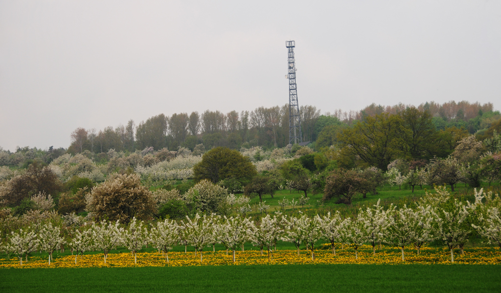 Kirschenberg bei Ockstadt