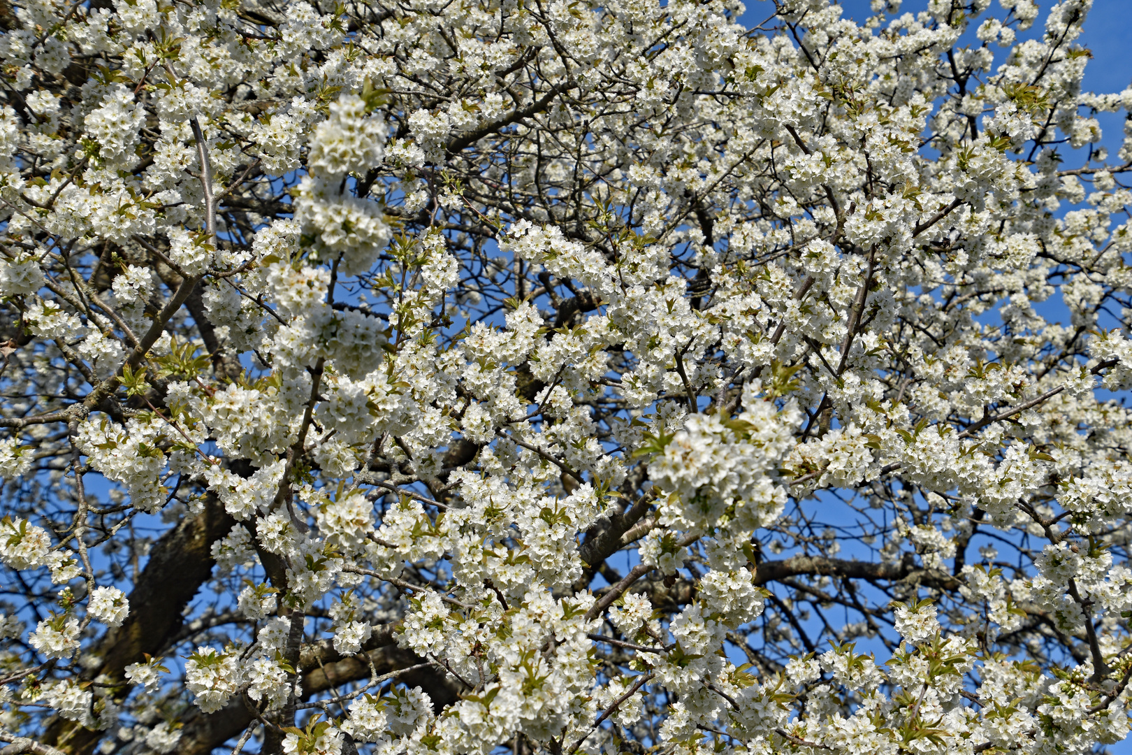 Kirschenblüte