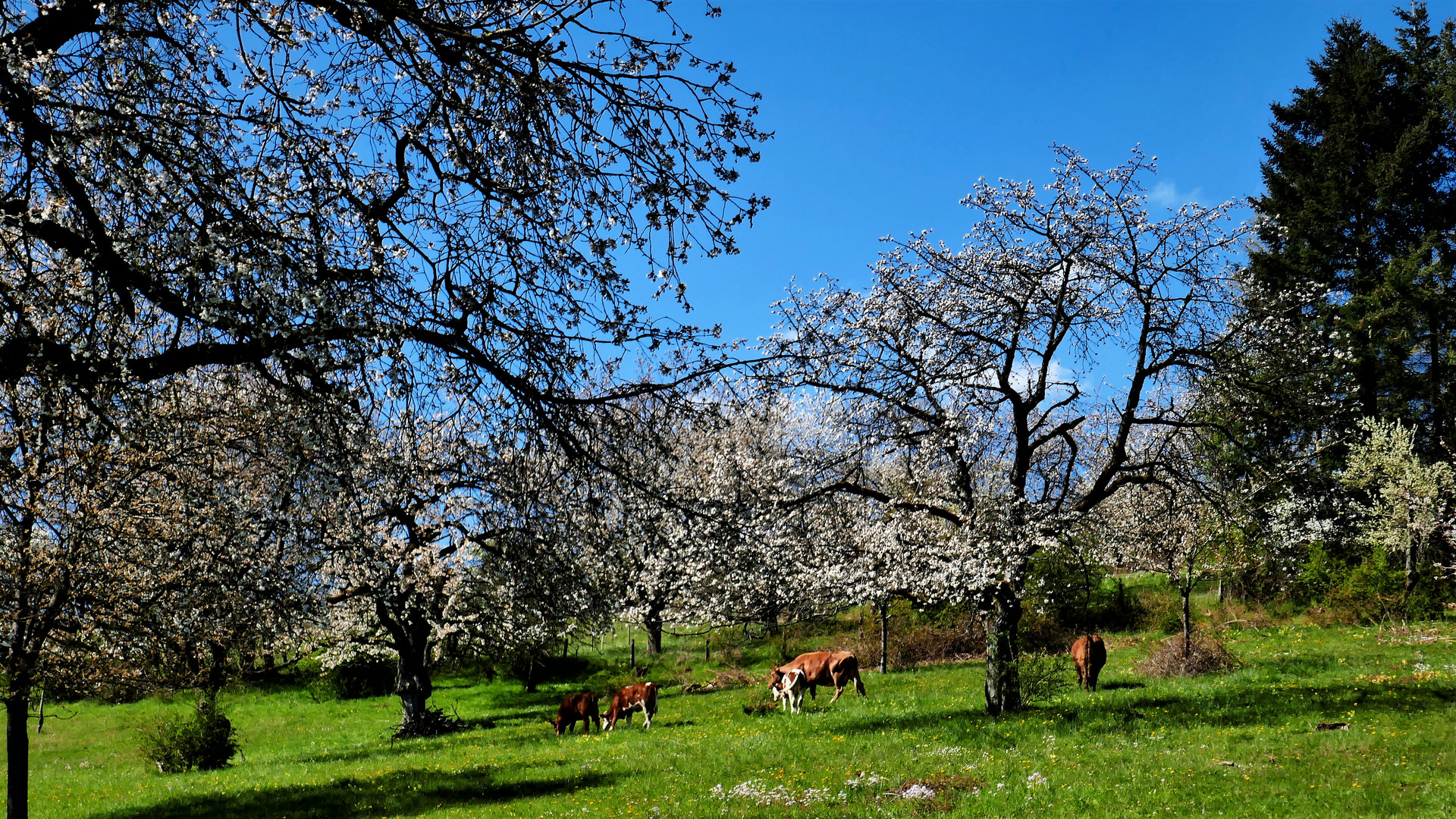 -Kirschenblüte-