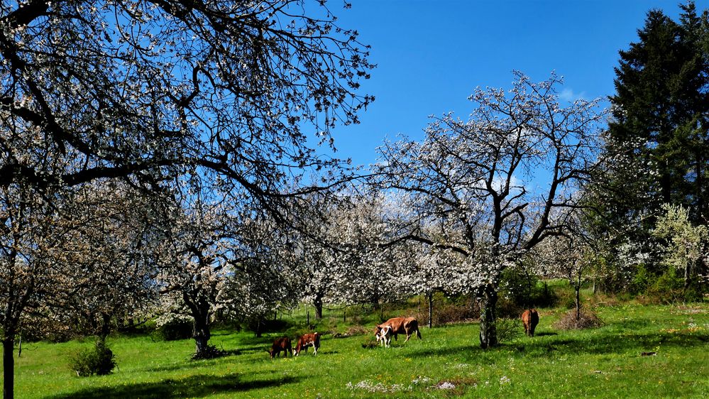 -Kirschenblüte-