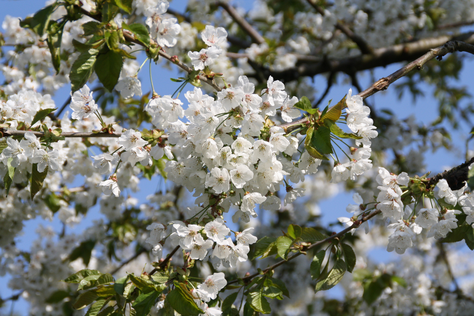 Kirschenblüte 2015