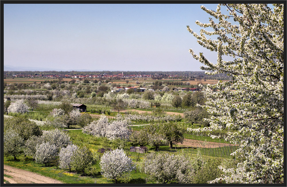 Kirschenblüte