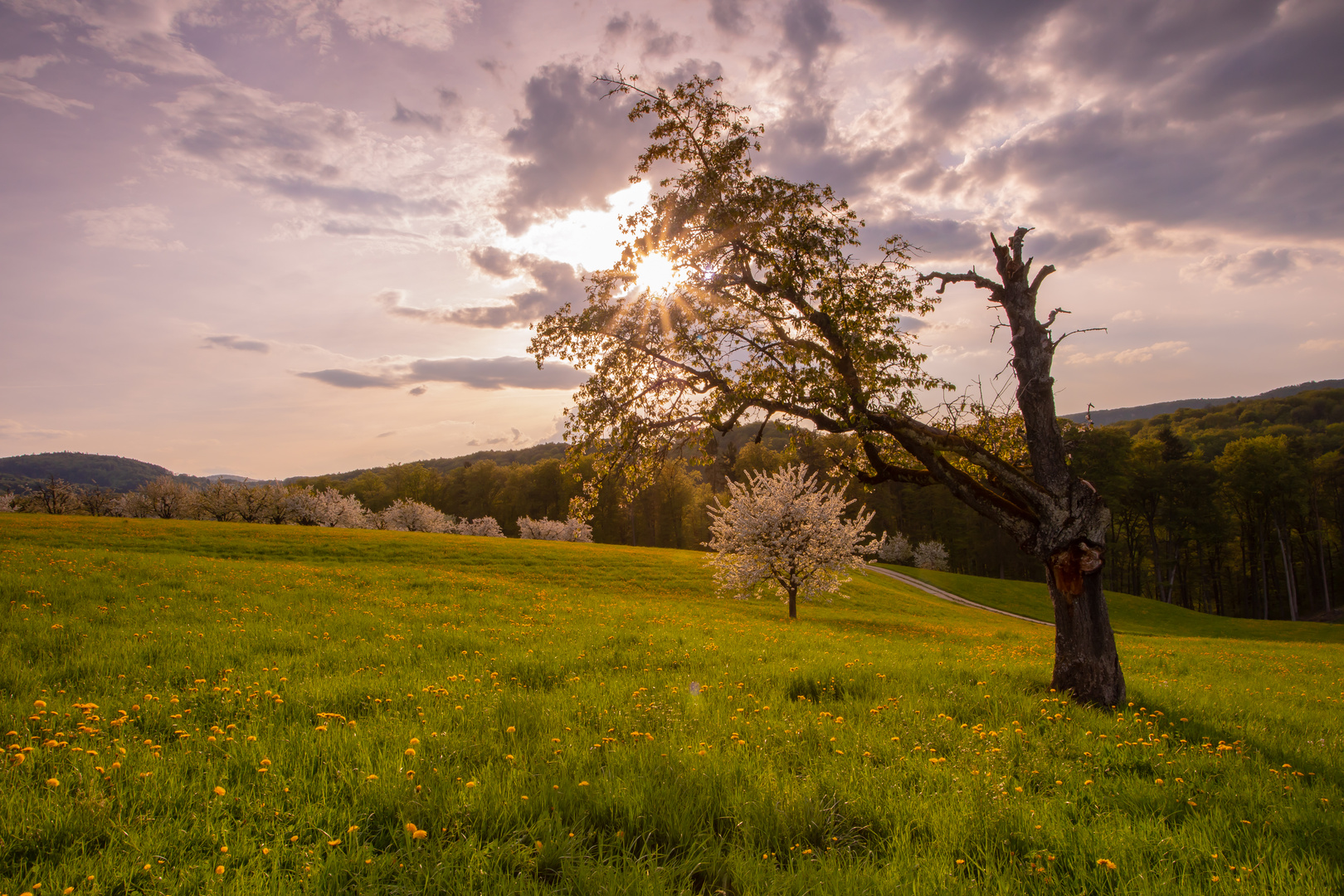 Kirschenblüte