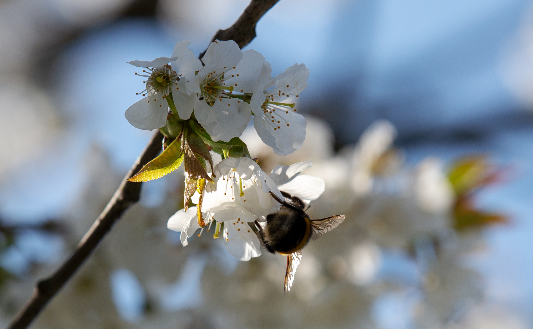 Kirschenblüte