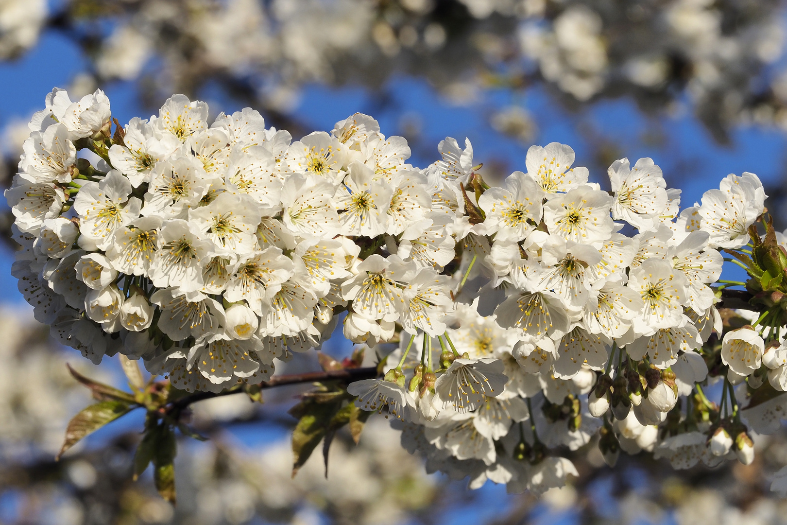 Kirschenblüte