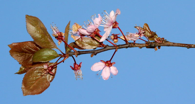 Kirschenblüte