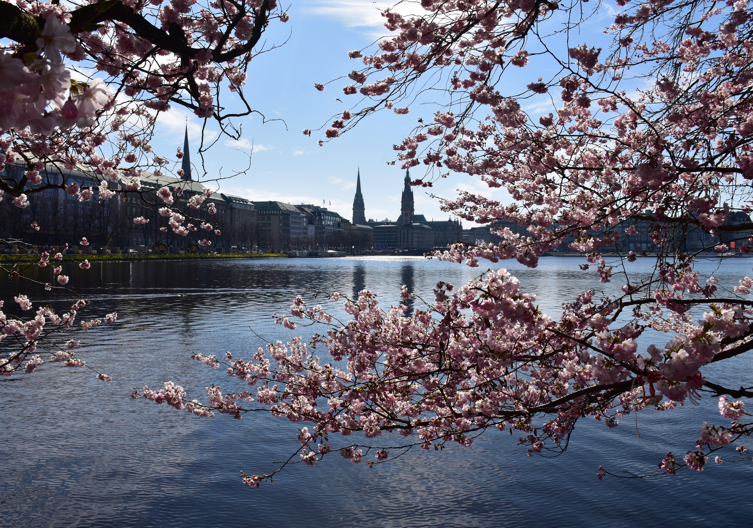 Kirschenblüte an der Alster